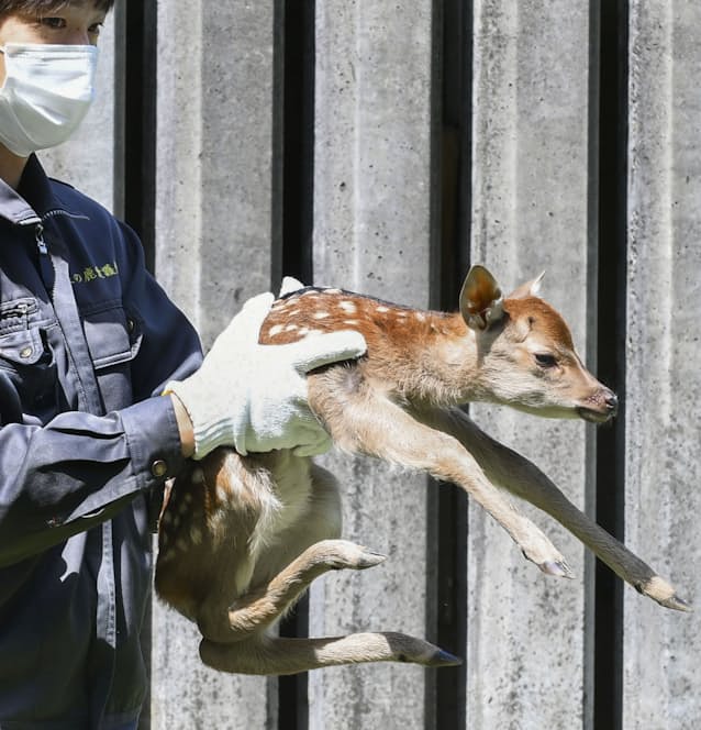 今年初の赤ちゃんシカ誕生 奈良公園 日本経済新聞 今年初の赤ちゃんシカ誕生 奈良公園 日本経済新聞