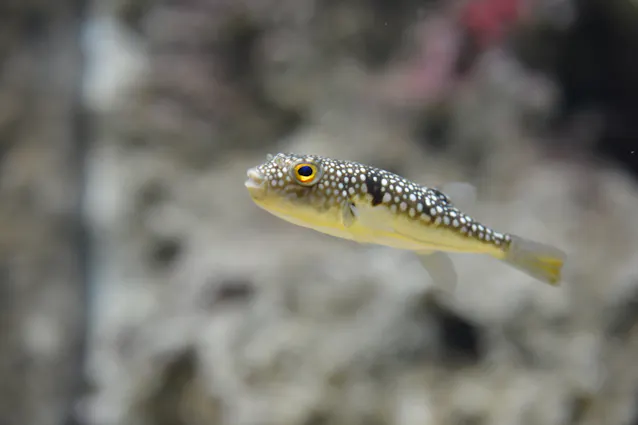 フグはなぜ自分の毒にあたらない たんぱく質に秘密 日本経済新聞 フグはなぜ自分の毒にあたらない たんぱく質に秘密 日本経済新聞