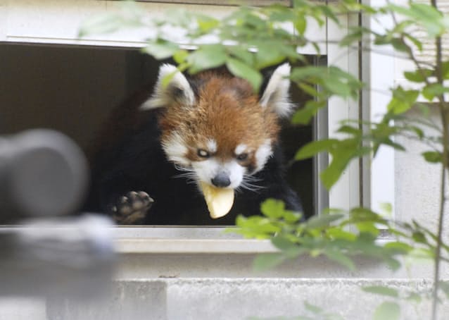 風太 療養終え元気な姿 直立人気のレッサーパンダ 日本経済新聞 風太 療養終え元気な姿 直立人気のレッサーパンダ 日本経済新聞