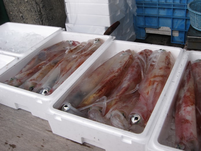 ケンサキイカ 卸値が平年の半分以下に 日本経済新聞 ケンサキイカ 卸値が平年の半分以下に 日本経済新聞