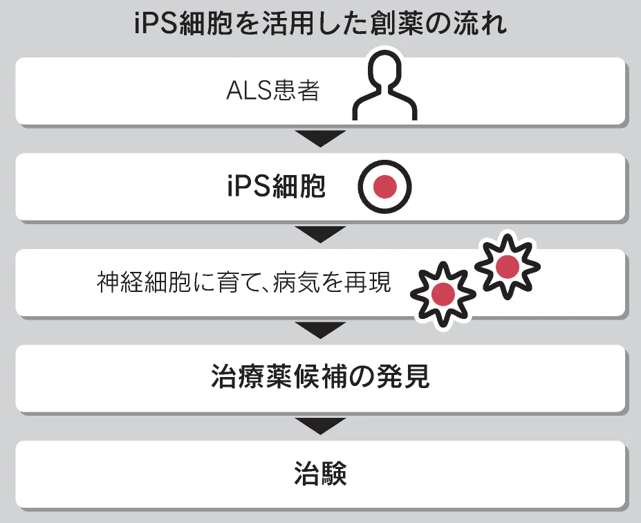 Ips創薬で初の有効性確認 Alsの治験で 慶応大 日本経済新聞