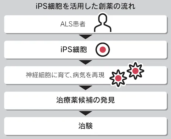 Ips創薬で初の有効性確認 Alsの治験で 慶応大 日本経済新聞