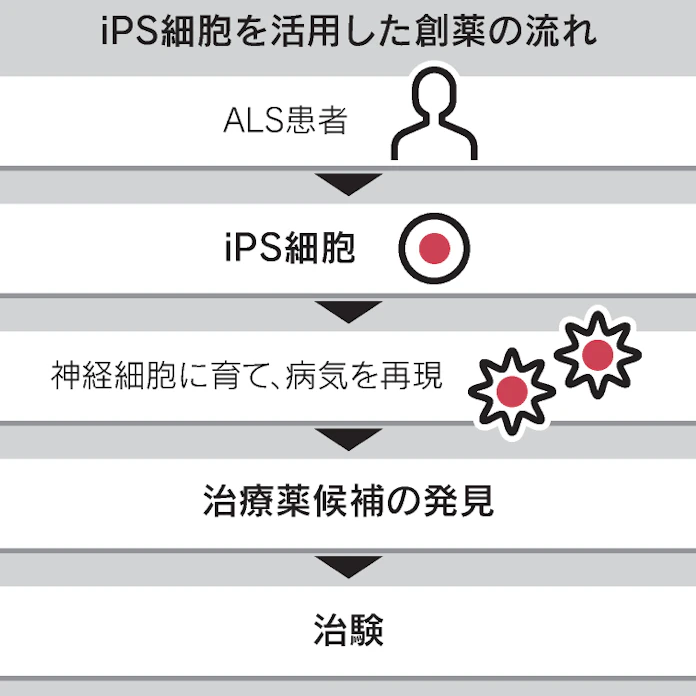 Ips創薬で初の有効性確認 Alsの治験で 慶応大 日本経済新聞