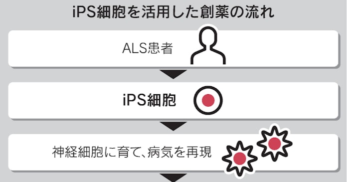 Ips創薬で初の有効性確認 Alsの治験で 慶応大 日本経済新聞