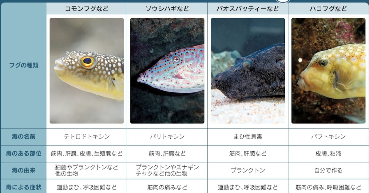 フグはなぜ自分の毒にあたらない たんぱく質に秘密 日本経済新聞 フグはなぜ自分の毒にあたらない たんぱく質に秘密 日本経済新聞