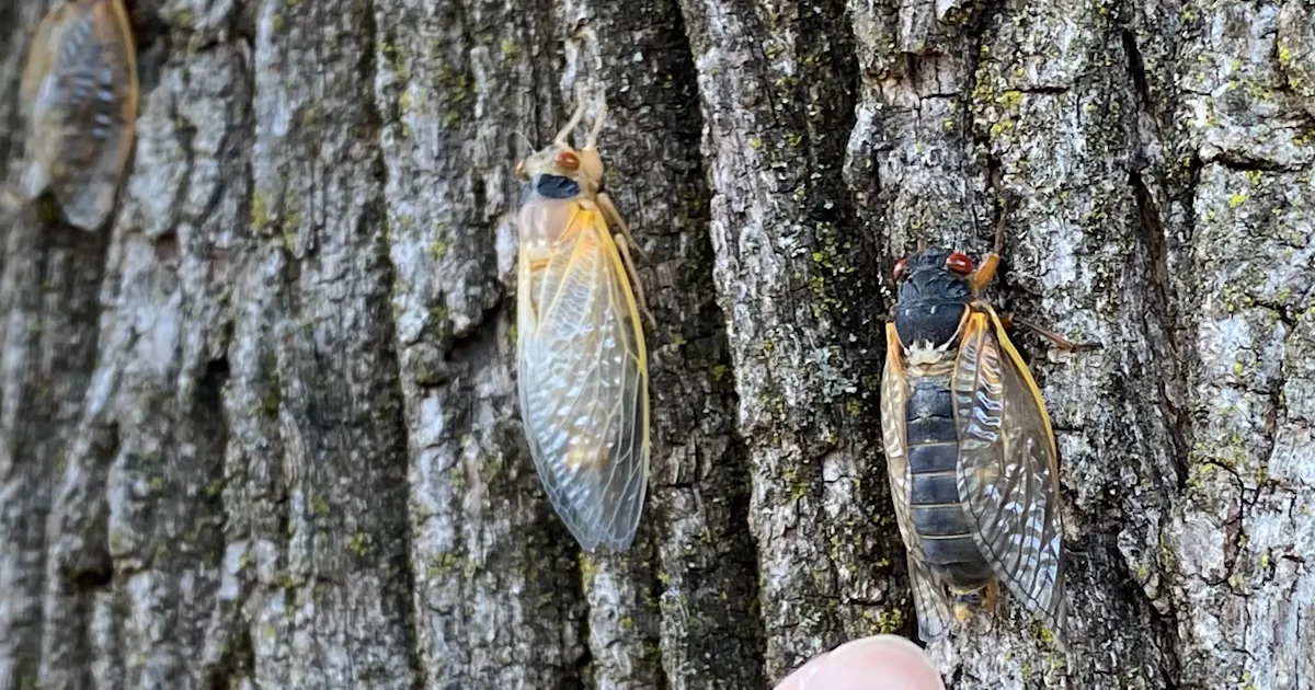 17年ゼミ 米で発生 数兆匹も 生存戦略に謎多く 日本経済新聞 17年ゼミ 米で発生 数兆匹も 生存戦略に謎多く 日本経済新聞