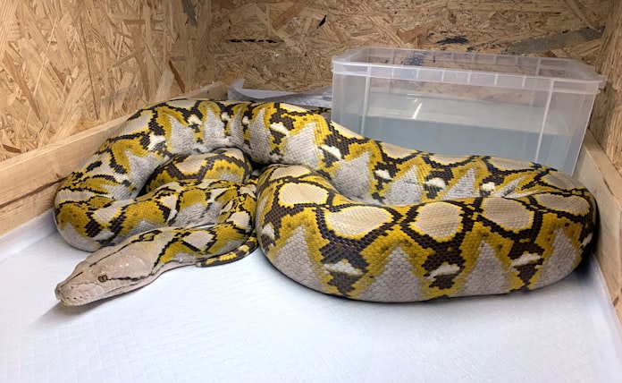 逃げたニシキヘビ捕獲 飼い主アパート屋根裏 16日ぶり 日本経済新聞 逃げたニシキヘビ捕獲 飼い主アパート屋根裏 16日ぶり 日本経済新聞