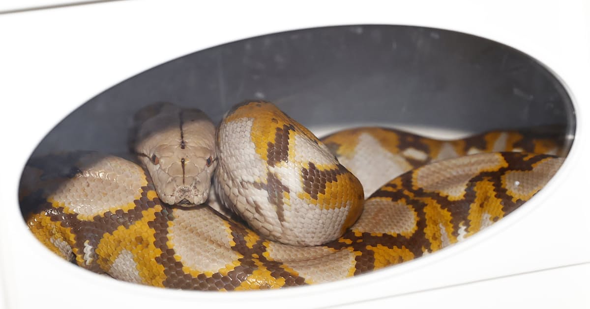 逃げたニシキヘビ捕獲 飼い主アパート屋根裏 16日ぶり 日本経済新聞 逃げたニシキヘビ捕獲 飼い主アパート屋根裏 16日ぶり 日本経済新聞