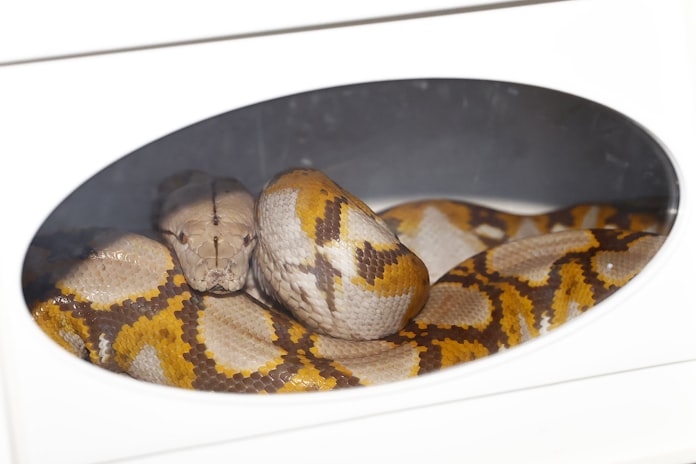 逃げたニシキヘビ捕獲 飼い主アパート屋根裏 16日ぶり 日本経済新聞 逃げたニシキヘビ捕獲 飼い主アパート屋根裏 16日ぶり 日本経済新聞