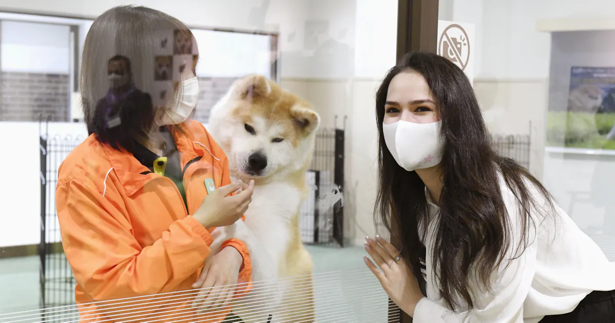 ザギトワさん舞台あいさつ 秋田犬の地 日ロ合作映画 日本経済新聞 ザギトワさん舞台あいさつ 秋田犬の地 日ロ合作映画 日本経済新聞