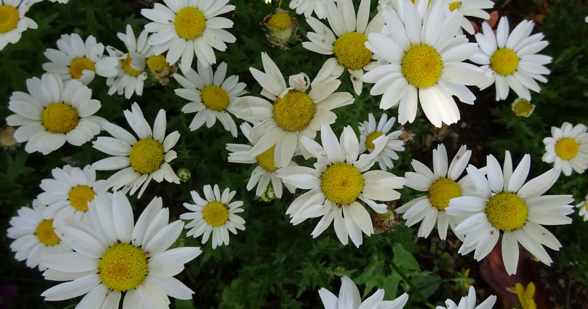 よくお似合いです 美学者 伊藤亜紗 日本経済新聞 よくお似合いです 美学者 伊藤亜紗 日本経済新聞