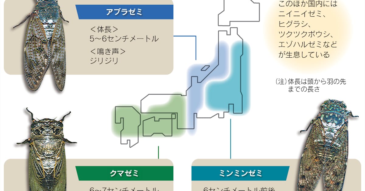 関西のセミ ミンミン 鳴かない 種類や分布に地域差 日本経済新聞 関西のセミ ミンミン 鳴かない 種類や分布に地域差 日本経済新聞
