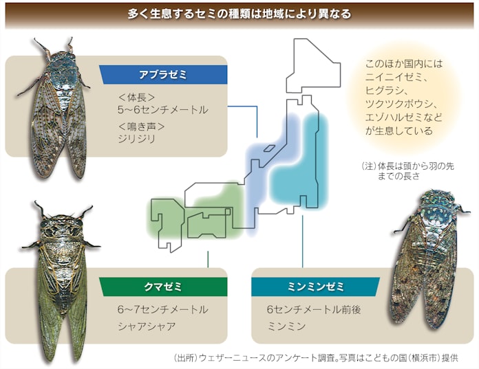 関西のセミ ミンミン 鳴かない 種類や分布に地域差 日本経済新聞 関西のセミ ミンミン 鳴かない 種類や分布に地域差 日本経済新聞