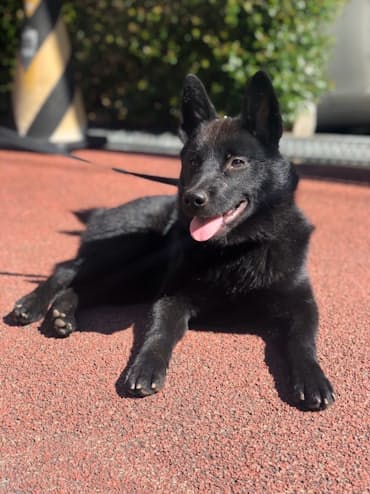 大切なのはストレスフリー 犬もスポーツも日本社会も 日本経済新聞 大切なのはストレスフリー 犬もスポーツも日本社会も 日本経済新聞