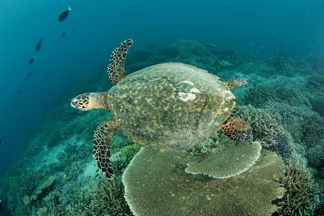 べっ甲材料 密輸入続く 絶滅危機のウミガメ由来 日本経済新聞 べっ甲材料 密輸入続く 絶滅危機のウミガメ由来 日本経済新聞
