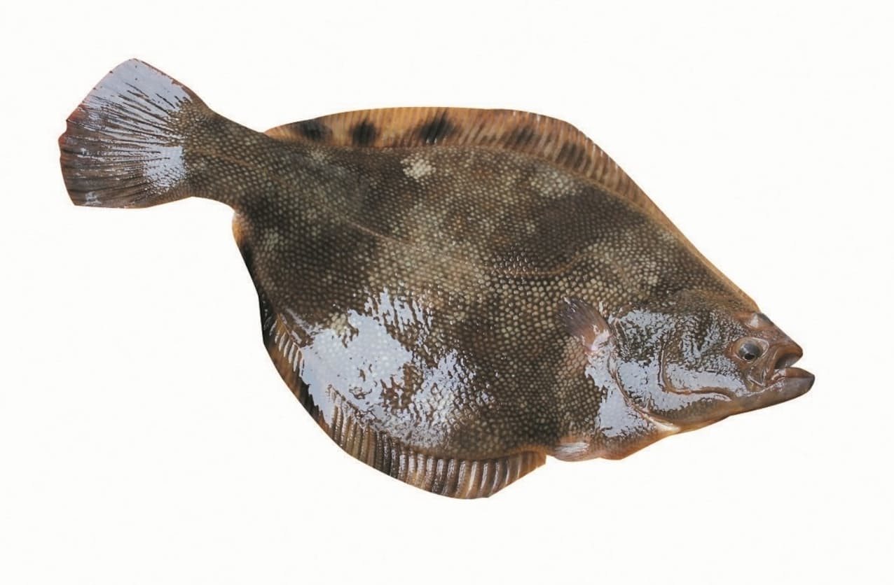 新型コロナ Jr東 東北新幹線で青森の鮮魚輸送 空席を有効活用 日本経済新聞 新型コロナ Jr東 東北新幹線で青森の鮮魚輸送 空席を有効活用 日本経済新聞