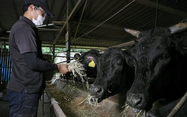 なにわ黒牛 最高級の牧草で少数肥育 出荷は月5頭 日本経済新聞