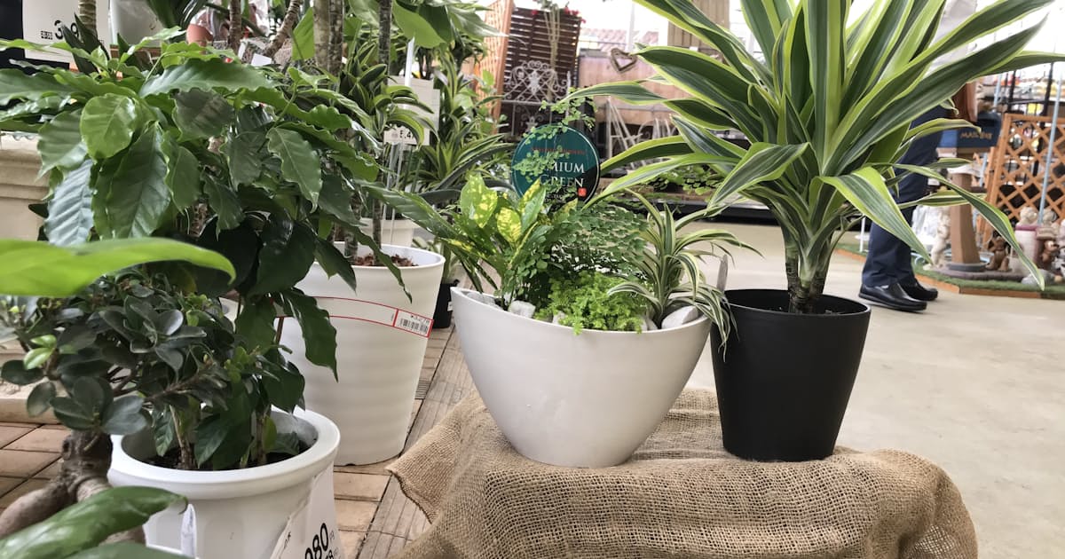 花き販売コロナで明暗 観葉植物5年ぶり増加 日本経済新聞 花き販売コロナで明暗 観葉植物5年ぶり増加 日本経済新聞