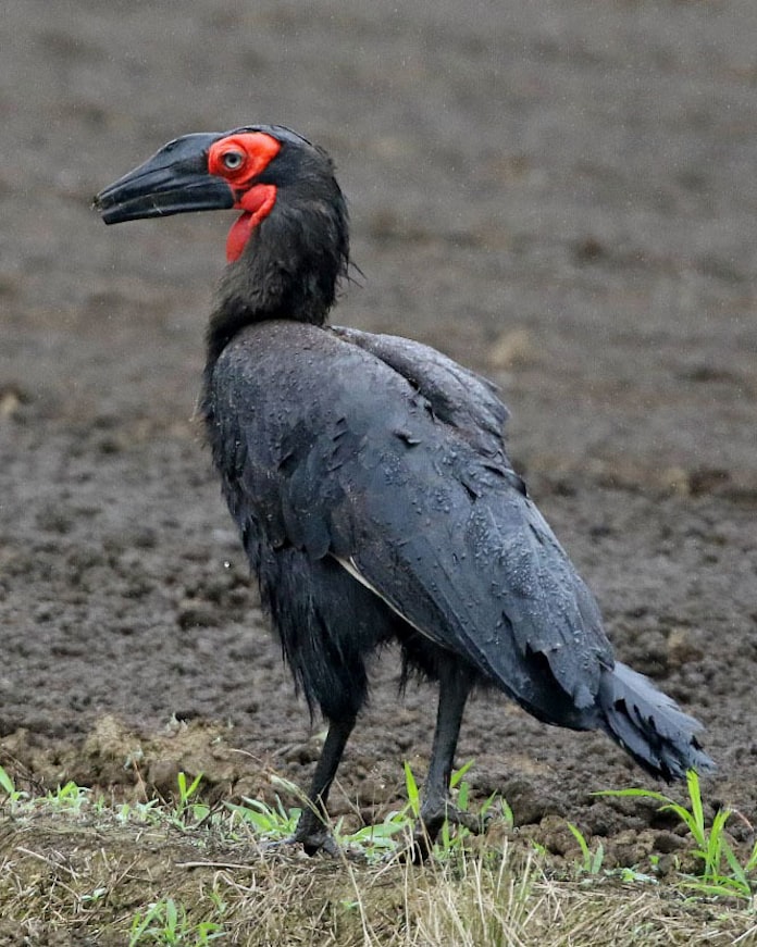 絶滅危惧種 怪鳥 捕獲 19年にペットショップから逃走 日本経済新聞 絶滅危惧種 怪鳥 捕獲 19年にペットショップから逃走 日本経済新聞