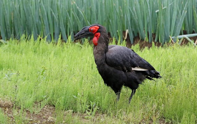 絶滅危惧種 怪鳥 捕獲 19年にペットショップから逃走 日本経済新聞 絶滅危惧種 怪鳥 捕獲 19年にペットショップから逃走 日本経済新聞