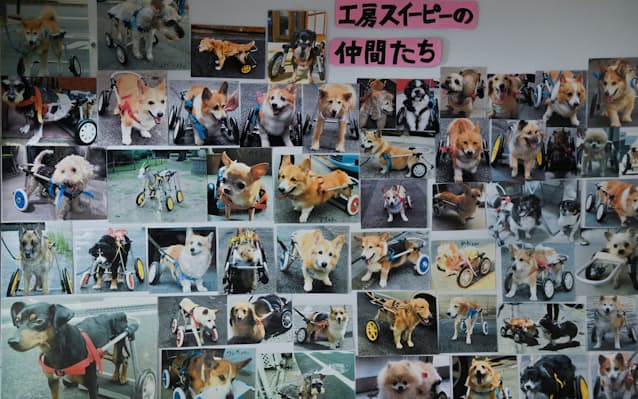 犬の車椅子 ともに歩く喜びを ビジュアルで迫る現場 日本経済新聞