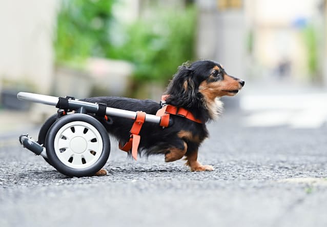 犬の車椅子 ともに歩く喜びを ビジュアルで迫る現場 日本経済新聞 犬の車椅子 ともに歩く喜びを ビジュアルで迫る現場 日本経済新聞