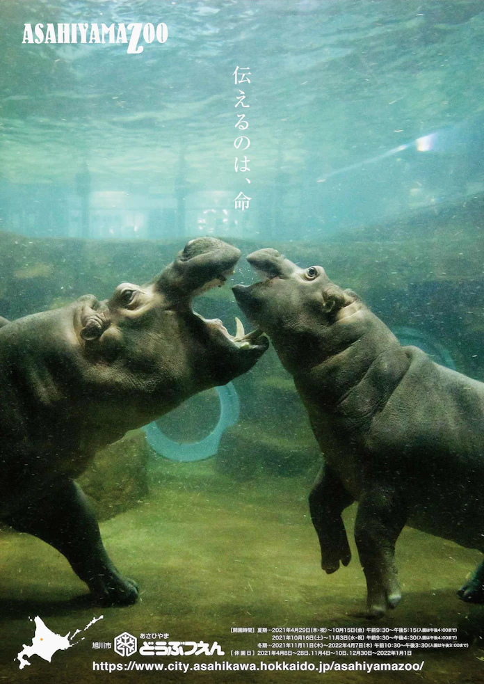 表情豊かな一瞬狙い19年 旭山動物園の名物写真家 日本経済新聞 表情豊かな一瞬狙い19年 旭山動物園の名物写真家 日本経済新聞