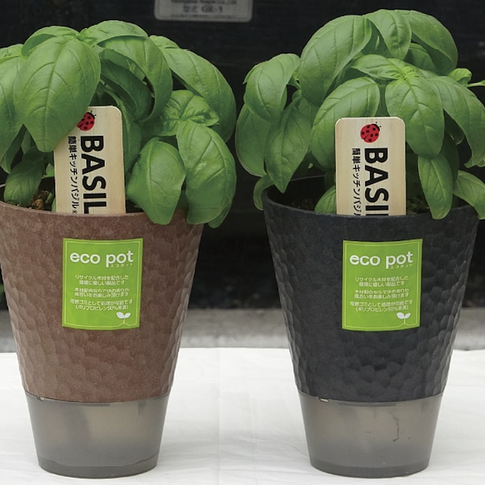 室内栽培に向くバジルのポット苗 トキタ種苗 日本経済新聞 室内栽培に向くバジルのポット苗 トキタ種苗 日本経済新聞
