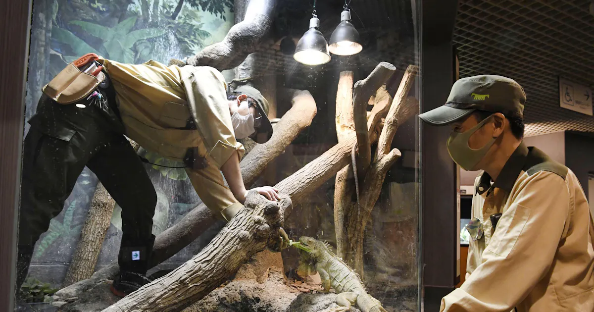 若手採用し長い目で育成 初の独法 天王寺動物園の挑戦 日本経済新聞