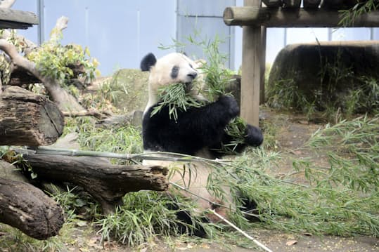 シャンシャン 4歳誕生日 上野動物園のパンダ 日本経済新聞 シャンシャン 4歳誕生日 上野動物園のパンダ 日本経済新聞