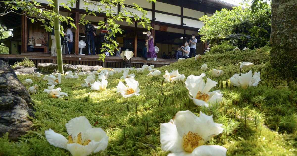 沙羅双樹の花 見ごろ 京都 東林院 公開始まる 日本経済新聞 沙羅双樹の花 見ごろ 京都 東林院 公開始まる 日本経済新聞