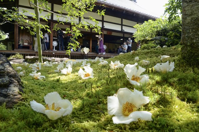 沙羅双樹の花 見ごろ 京都 東林院 公開始まる 日本経済新聞 沙羅双樹の花 見ごろ 京都 東林院 公開始まる 日本経済新聞