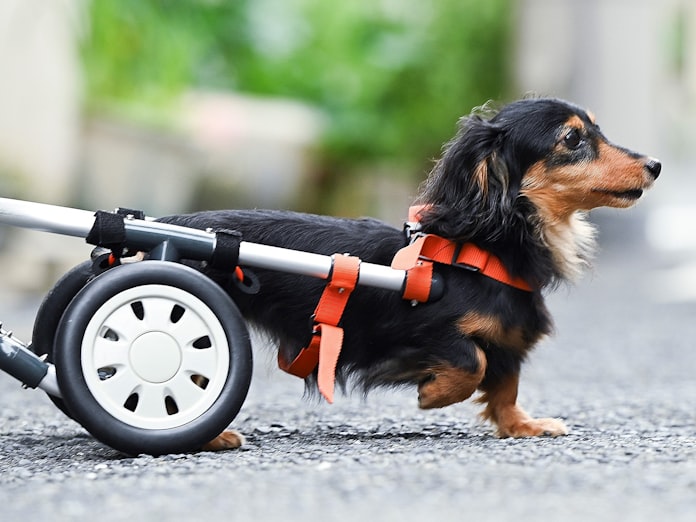 犬の車椅子 ともに歩く喜びを ビジュアルで迫る現場 日本経済新聞 犬の車椅子 ともに歩く喜びを ビジュアルで迫る現場 日本経済新聞