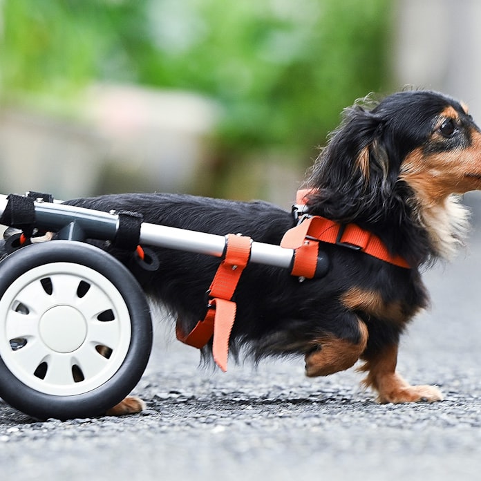 犬の車椅子 ともに歩く喜びを ビジュアルで迫る現場 日本経済新聞 犬の車椅子 ともに歩く喜びを ビジュアルで迫る現場 日本経済新聞