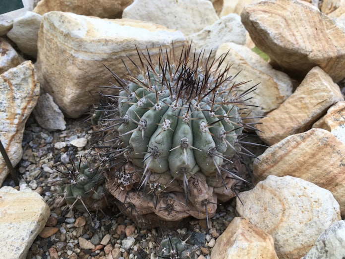 どうしてサボテンは枯れないの 夜の活動に秘密 日本経済新聞 どうしてサボテンは枯れないの 夜の活動に秘密 日本経済新聞