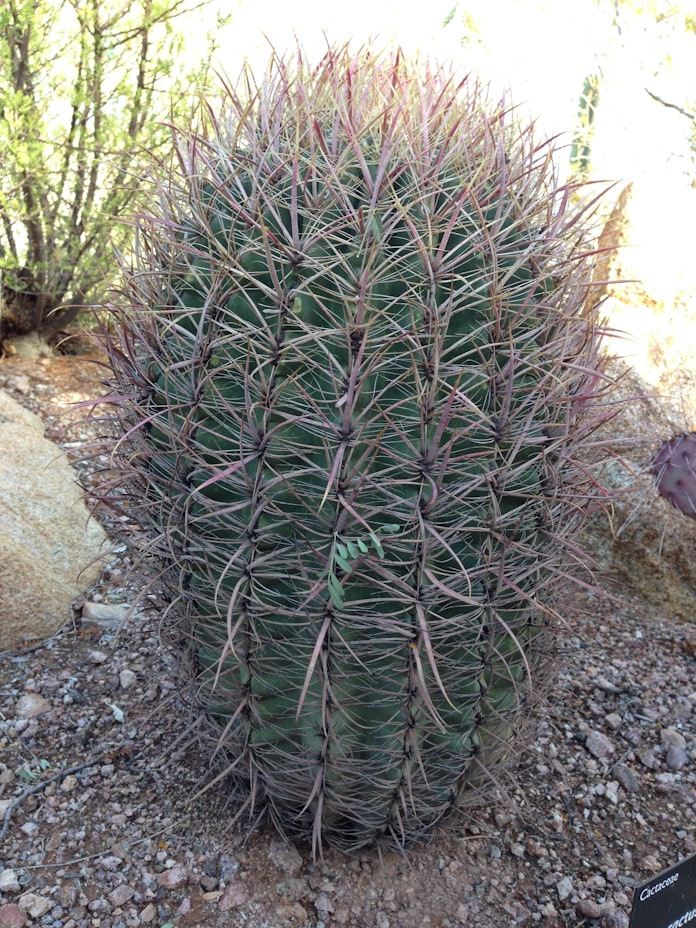 どうしてサボテンは枯れないの 夜の活動に秘密 日本経済新聞 どうしてサボテンは枯れないの 夜の活動に秘密 日本経済新聞