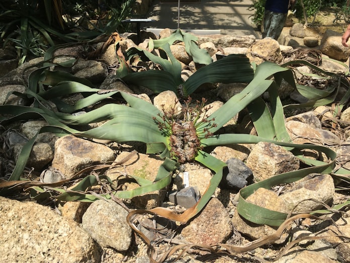 どうしてサボテンは枯れないの 夜の活動に秘密 日本経済新聞 どうしてサボテンは枯れないの 夜の活動に秘密 日本経済新聞