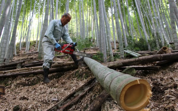 中越パルプ工業は鹿児島県の製紙工場近くの竹を活用する