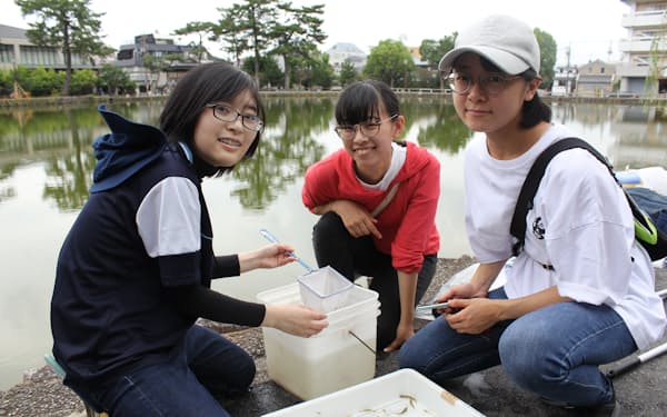 猿沢池で採集した魚を確認する学生ら（奈良市）