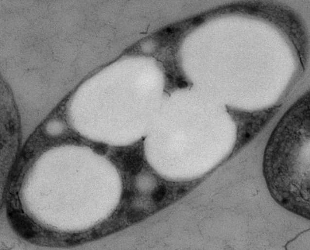光合成する細菌でco2固定 京大発 プラント開発へ 日本経済新聞 光合成する細菌でco2固定 京大発 プラント開発へ 日本経済新聞