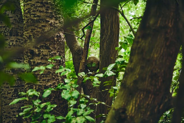 ポケモン よみうりランドでリアル ポケモン 探し 日本経済新聞 ポケモン よみうりランドでリアル ポケモン 探し 日本経済新聞