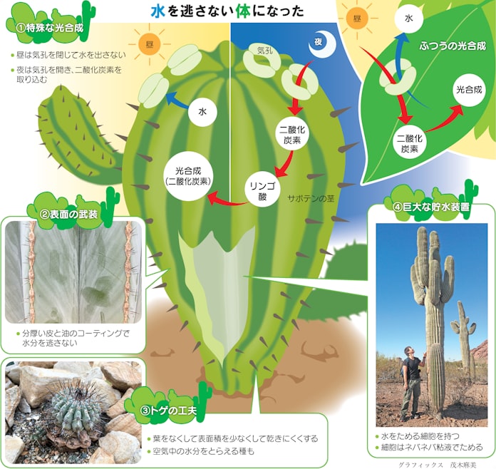 どうしてサボテンは枯れないの 夜の活動に秘密 日本経済新聞 どうしてサボテンは枯れないの 夜の活動に秘密 日本経済新聞