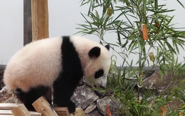 パンダ楓浜に七夕贈り物 成長祈願 和歌山 白浜 日本経済新聞 パンダ楓浜に七夕贈り物 成長祈願 和歌山 白浜 日本経済新聞