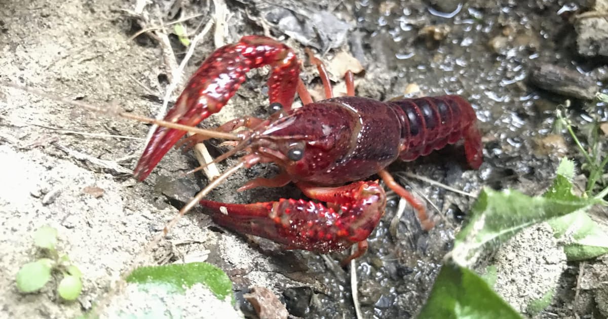 アメリカザリガニも指定へ 特定外来生物 環境省検討 日本経済新聞 アメリカザリガニも指定へ 特定外来生物 環境省検討 日本経済新聞