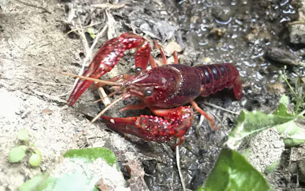 アメリカザリガニも指定へ 特定外来生物 環境省検討 日本経済新聞 アメリカザリガニも指定へ 特定外来生物 環境省検討 日本経済新聞
