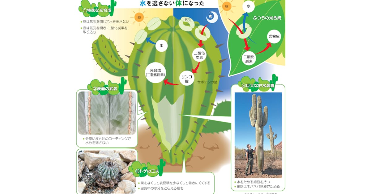 どうしてサボテンは枯れないの 夜の活動に秘密 日本経済新聞 どうしてサボテンは枯れないの 夜の活動に秘密 日本経済新聞