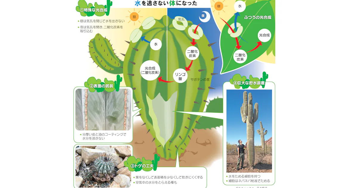 どうしてサボテンは枯れないの 夜の活動に秘密 日本経済新聞 どうしてサボテンは枯れないの 夜の活動に秘密 日本経済新聞