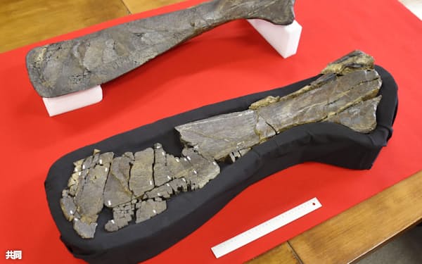 草食恐竜ハドロサウルス上科の左肩甲骨と判明した化石。奥は複製(12日午後、長崎市役所)=共同