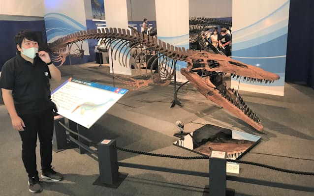 恐竜博物館に 海竜 ズラリ 特別展 福井で開幕 日本経済新聞 恐竜博物館に 海竜 ズラリ 特別展 福井で開幕 日本経済新聞