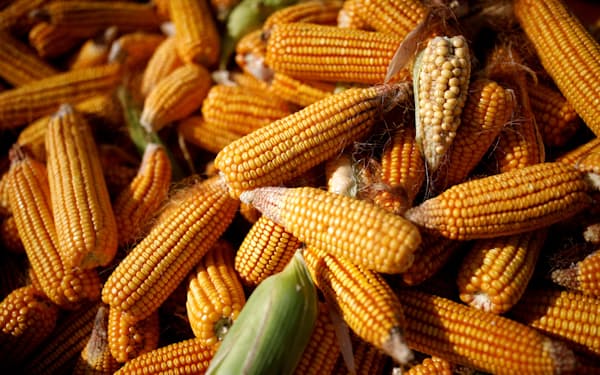 トウモロコシなど穀物は投機筋の持ち高縮小が目立つ＝ロイター